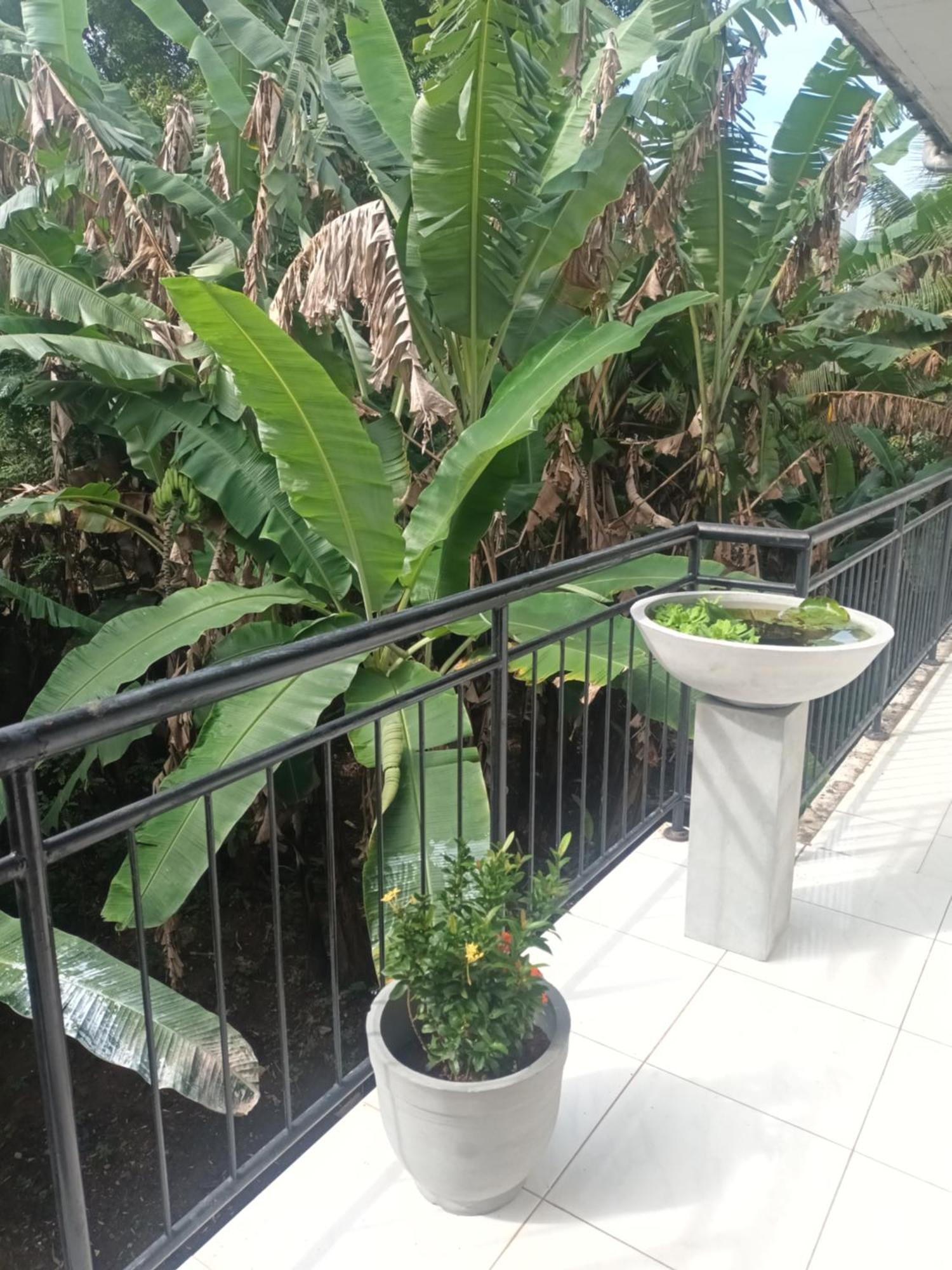 Lovely Flowers In Mount Lavinia Dehiwala-Mount Lavinia Exterior photo